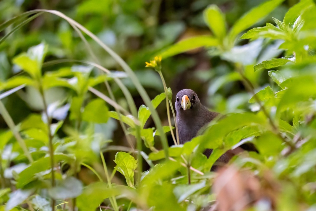 Pale-vented Bush-hen - ML646552609