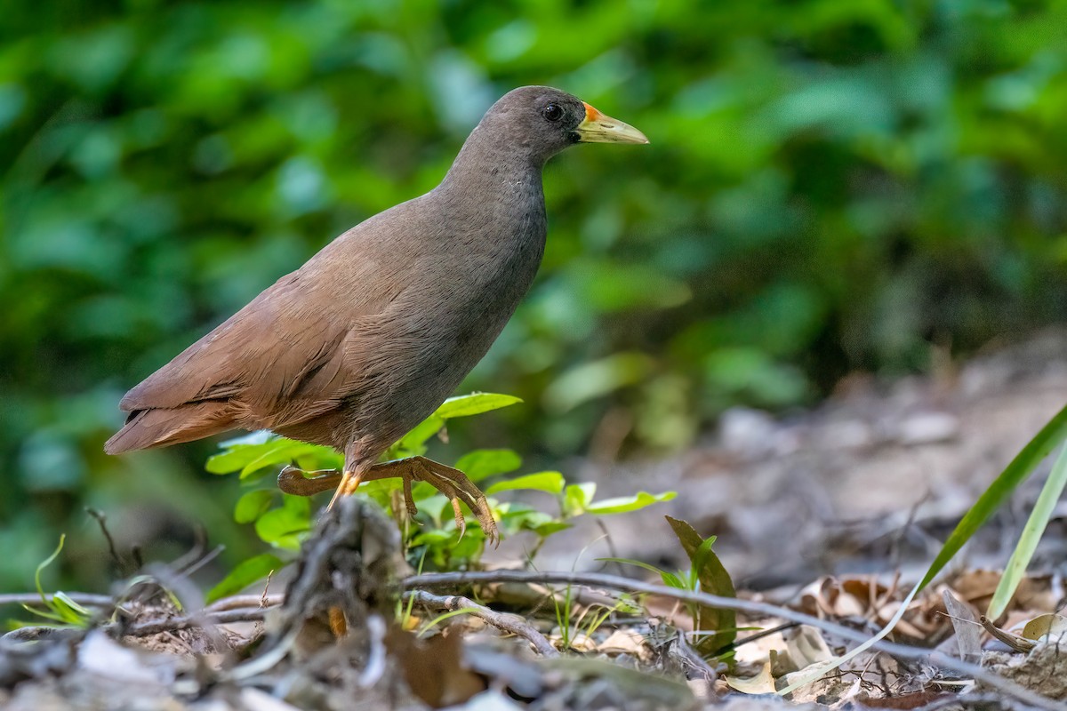 Pale-vented Bush-hen - ML646552611