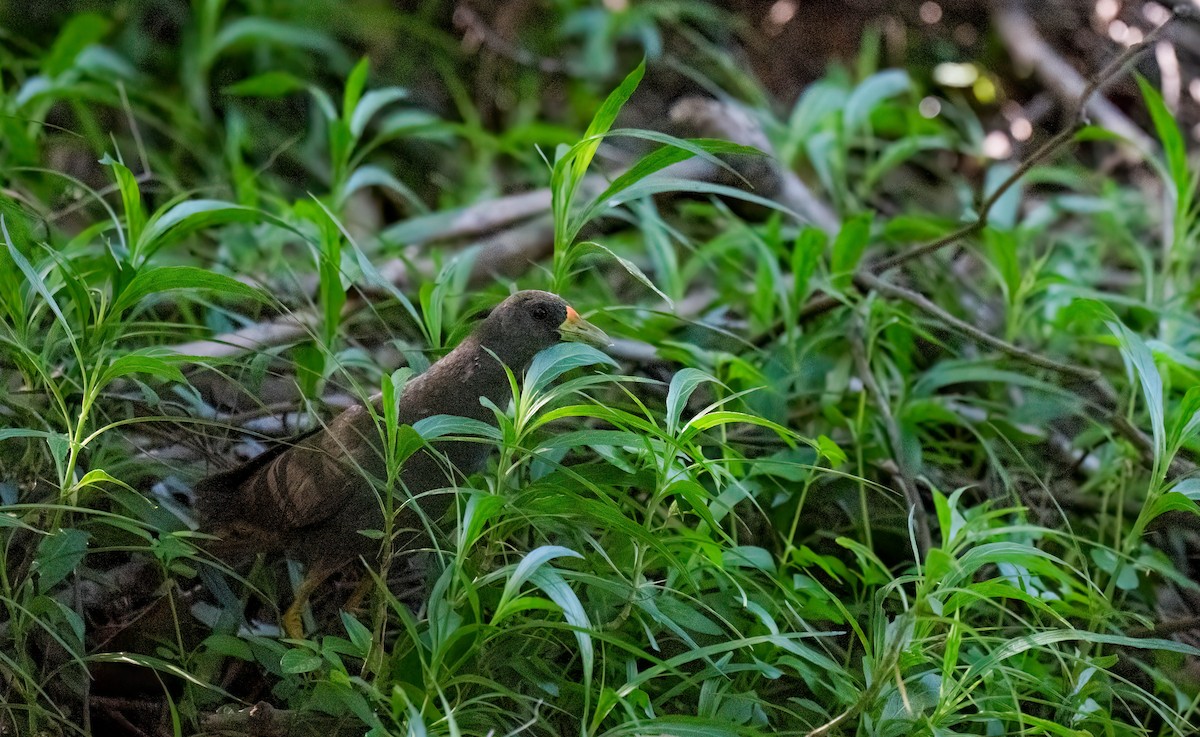 Pale-vented Bush-hen - ML646552612