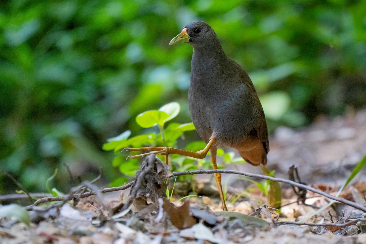 Pale-vented Bush-hen - ML646552613