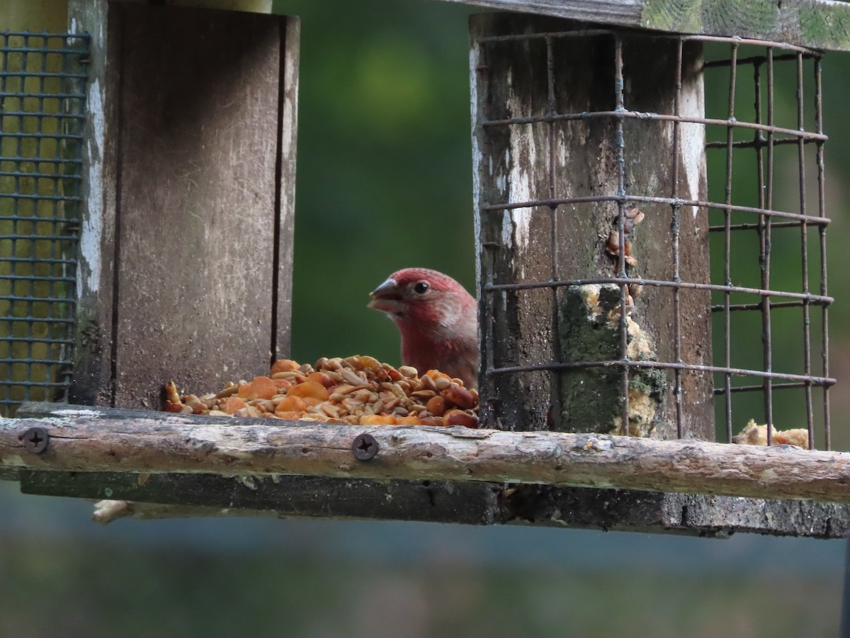 House Finch - ML646552614