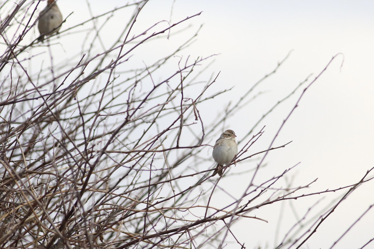 Clay-colored Sparrow - ML646552620