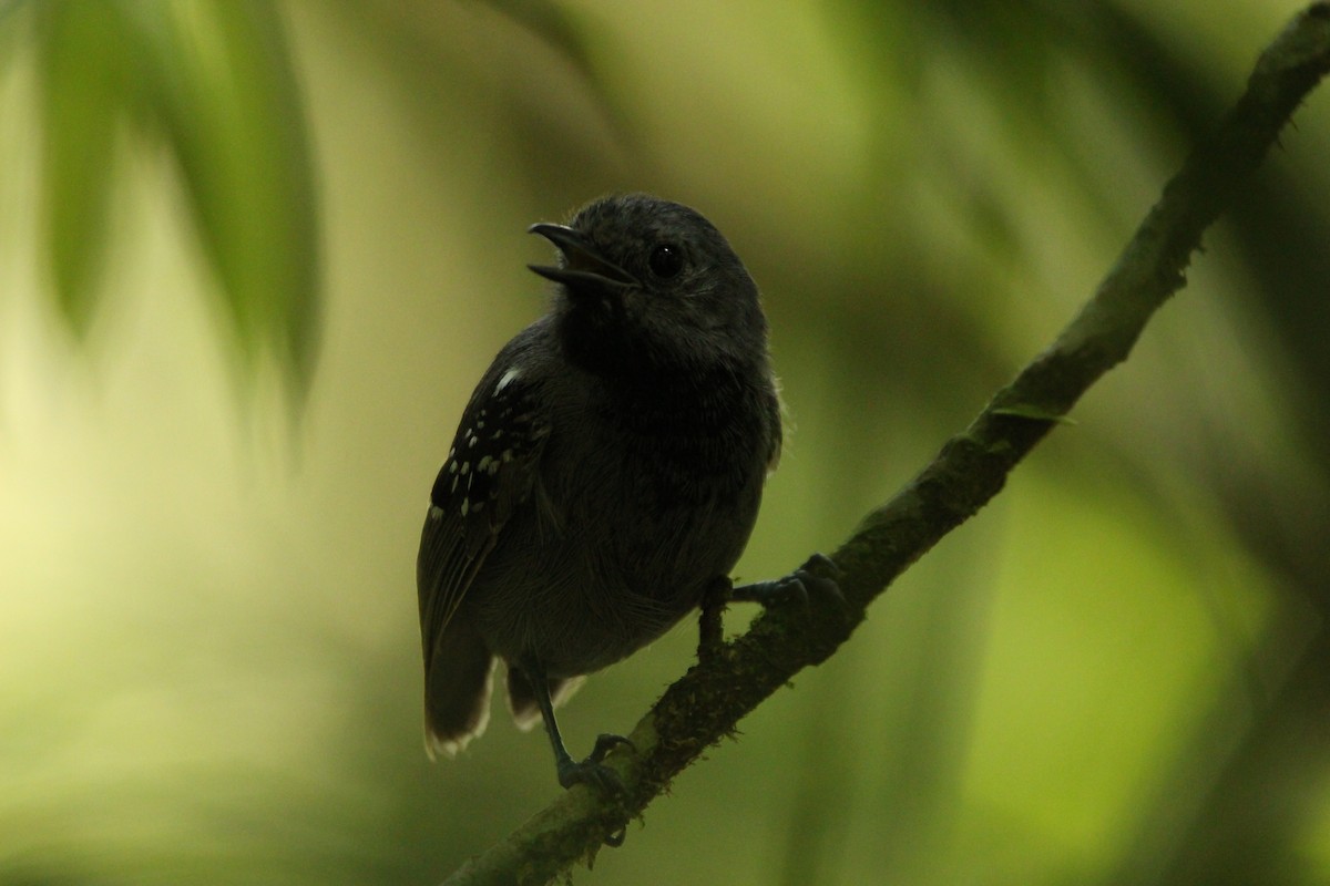 Salvadori's Antwren - ML646552622