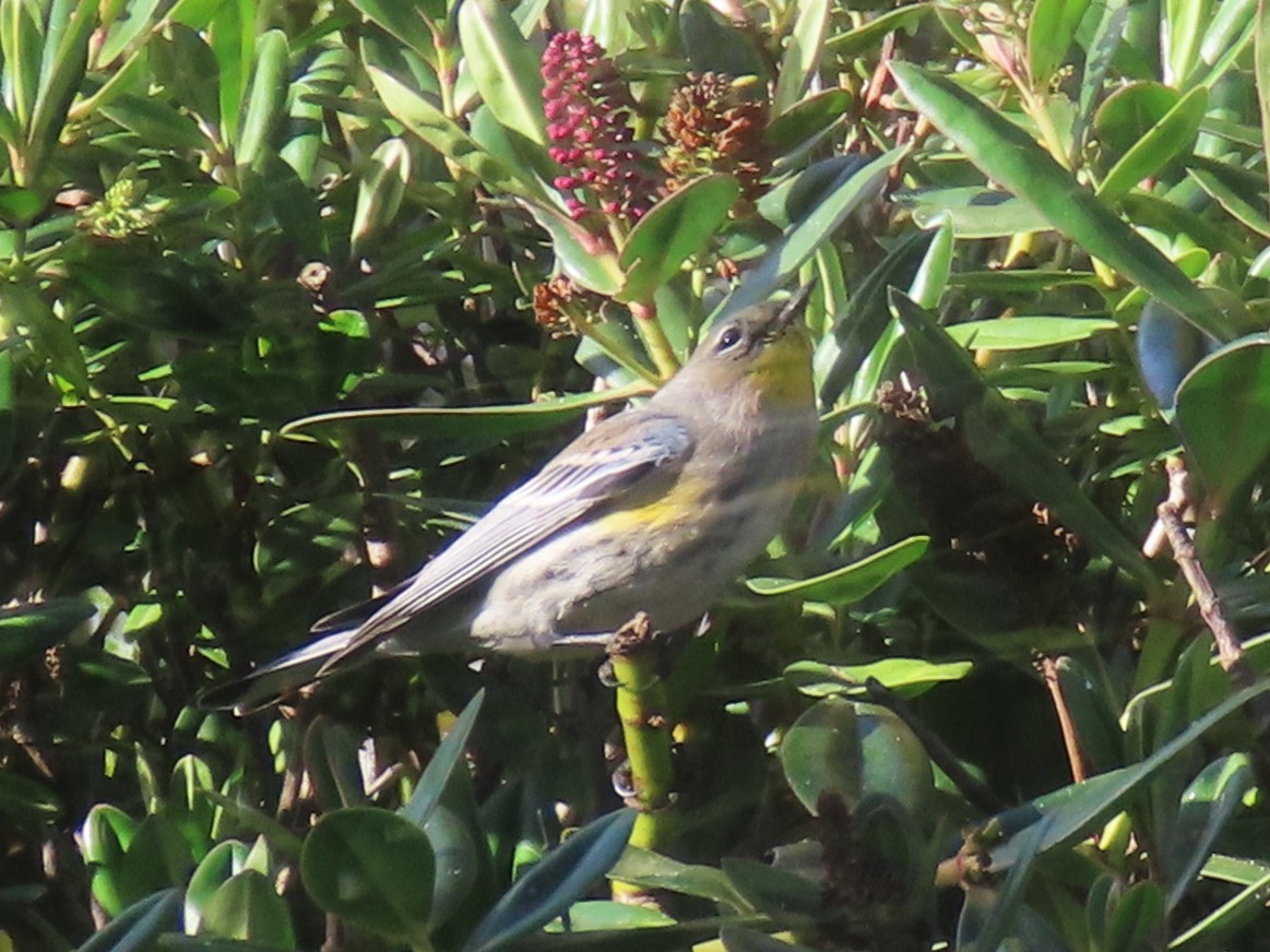 Yellow-rumped Warbler - ML646552628