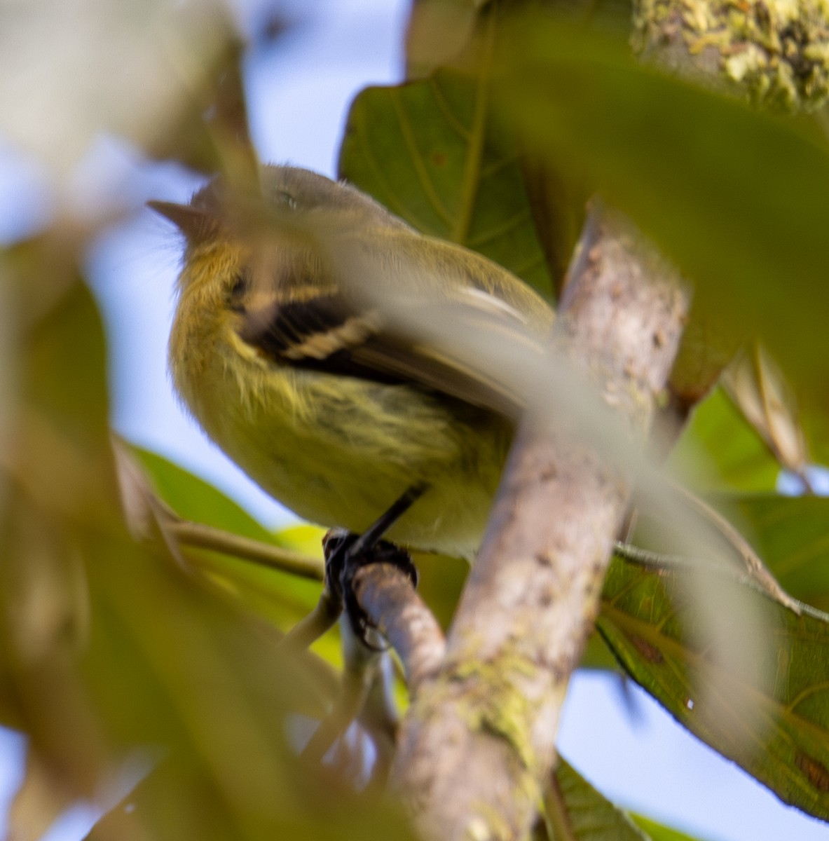 Handsome Flycatcher - ML646552630