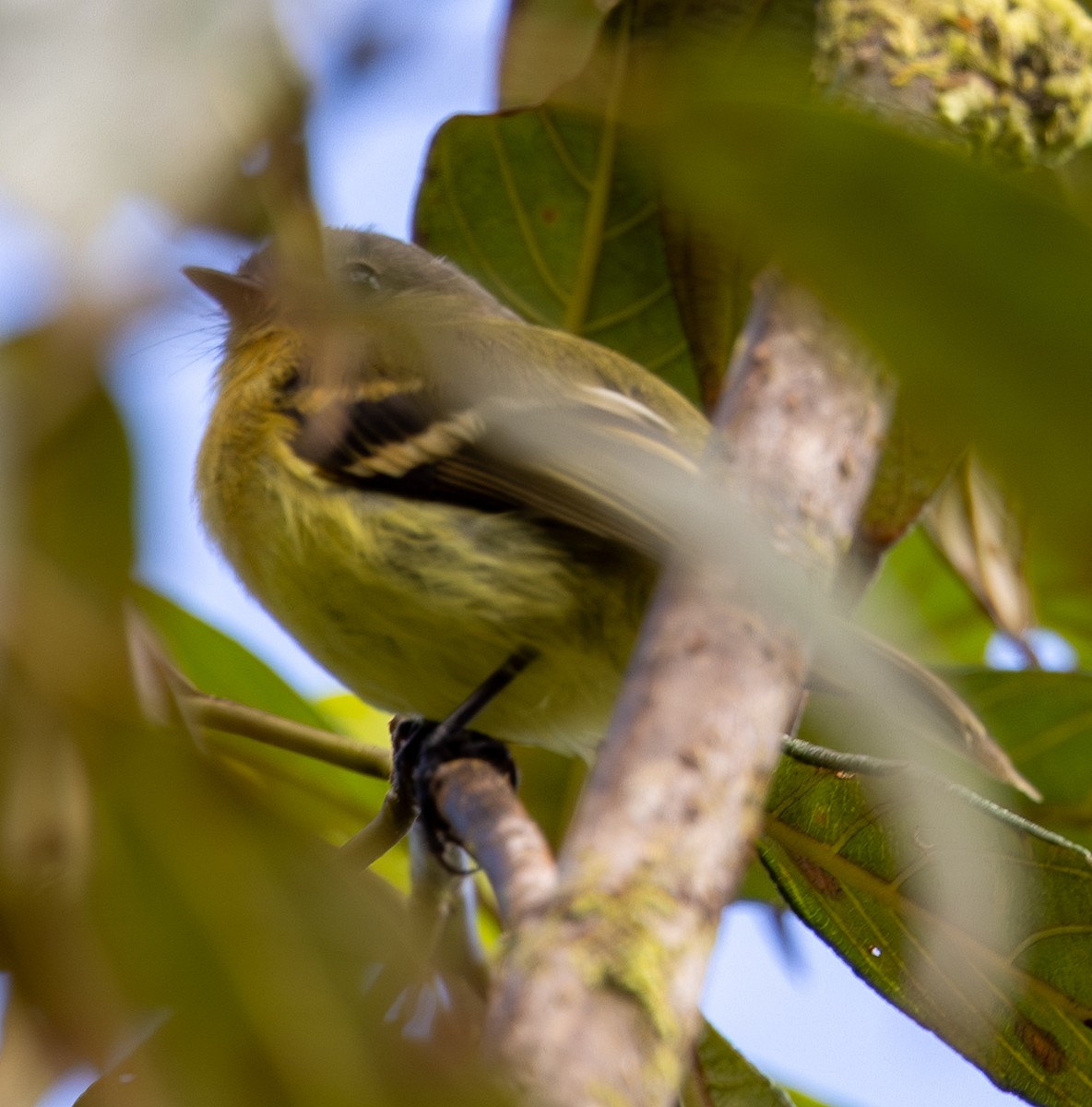 Handsome Flycatcher - ML646552631