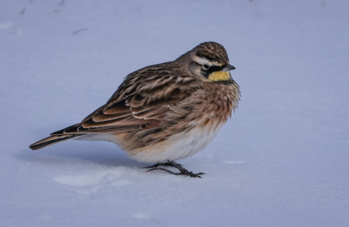 Horned Lark - ML646552637