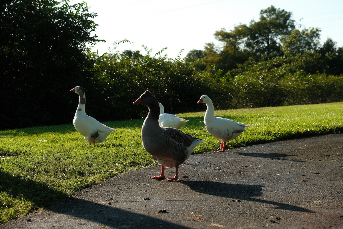 Graylag Goose (Domestic type) - ML646552638