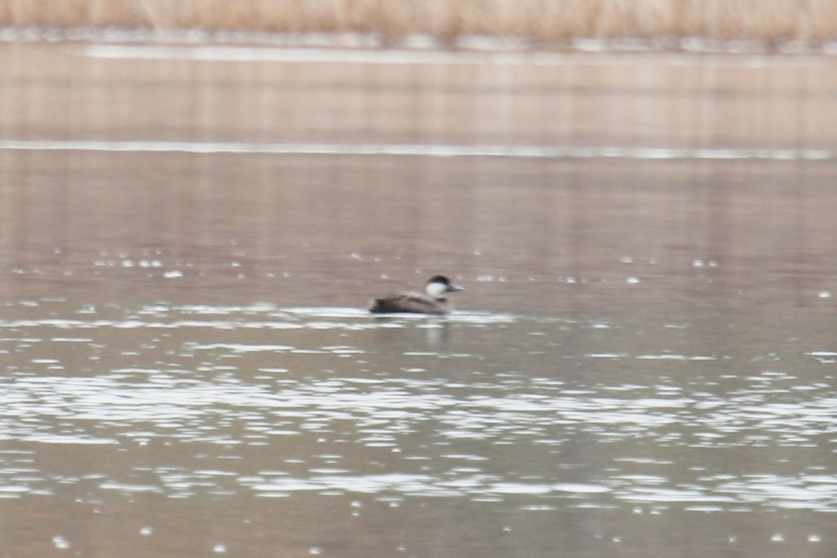 Pazifiktrauerente - ML646552641