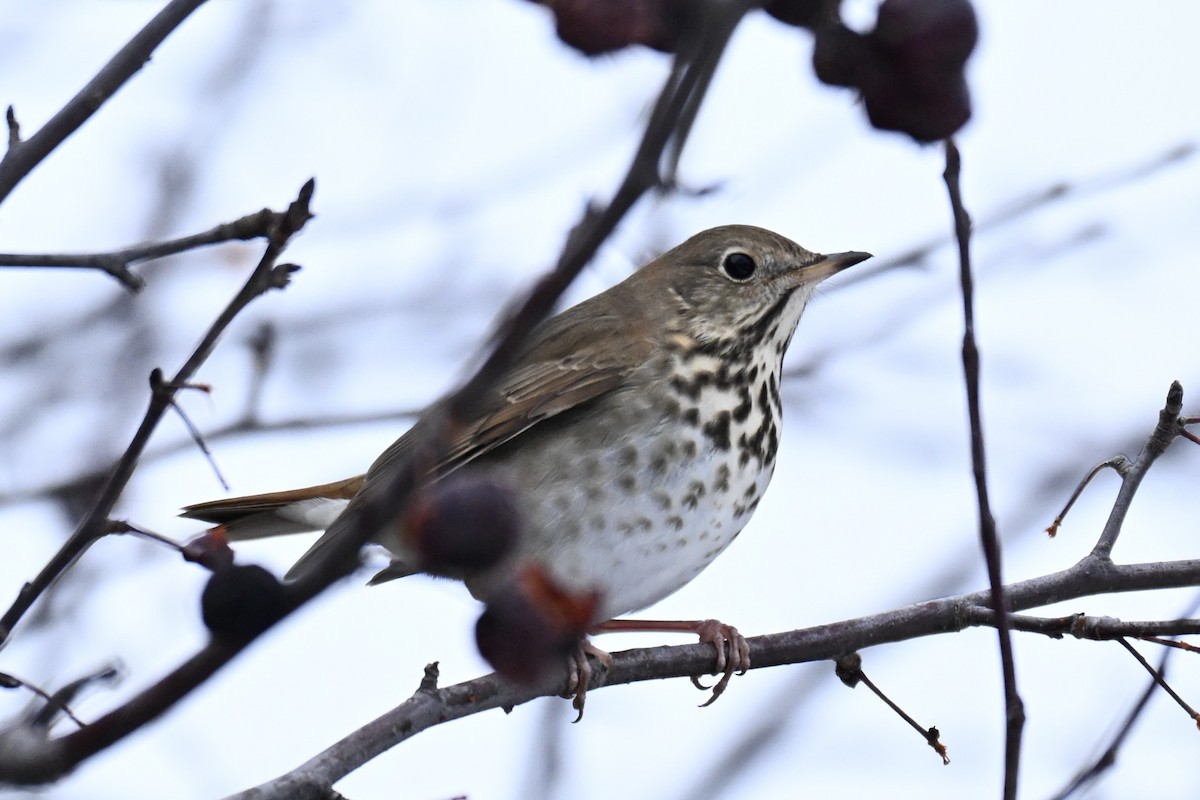 Hermit Thrush - ML646552645