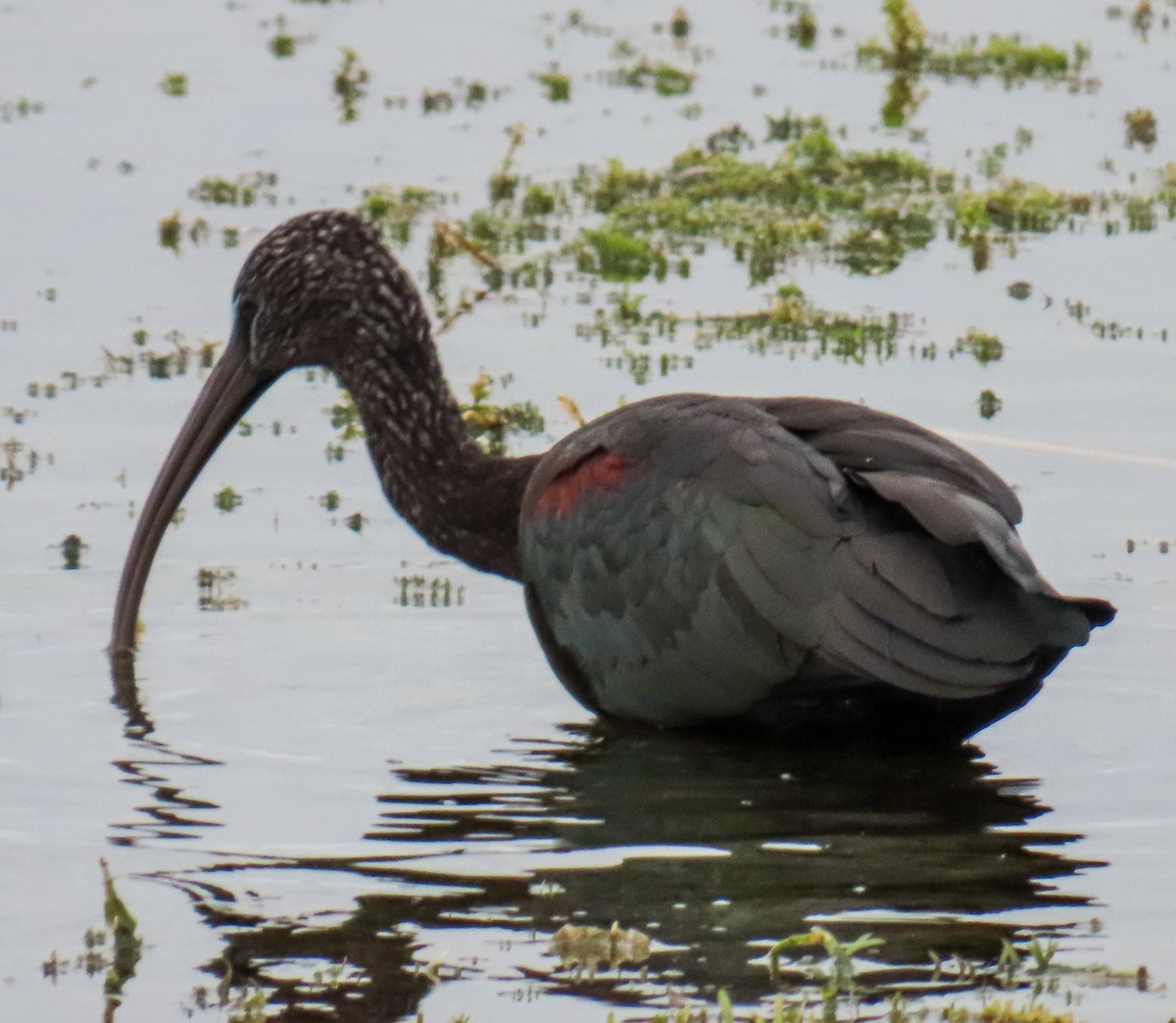 Glossy Ibis - ML646552646
