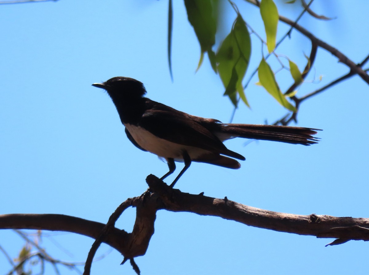 Bahçe Katmerkuyruğu - ML646552648