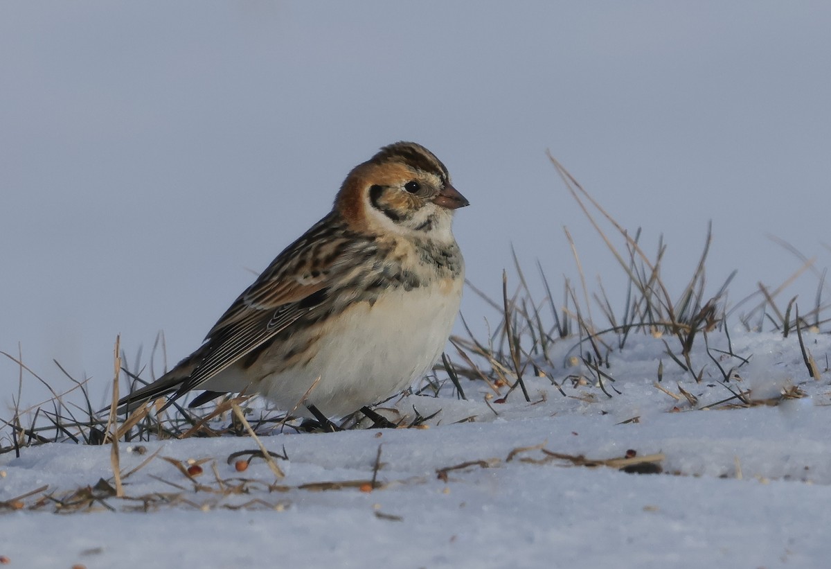 Lapland Longspur - ML646552653