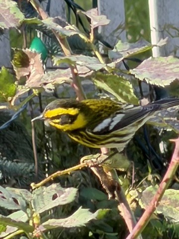 Townsend's Warbler - ML646552658