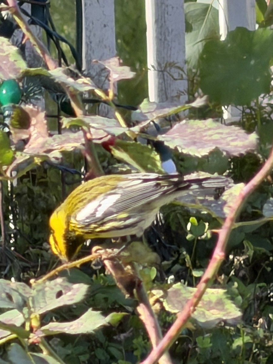 Townsend's Warbler - ML646552659