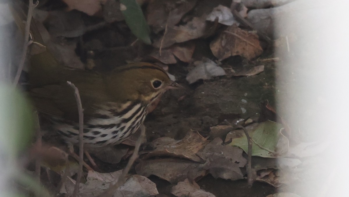 Ovenbird - ML646552665