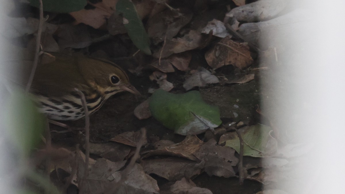 Ovenbird - ML646552666