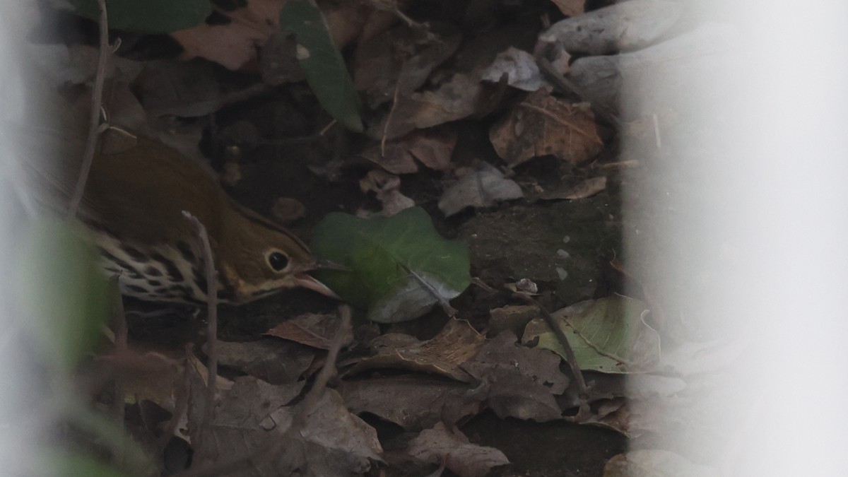 Ovenbird - ML646552667