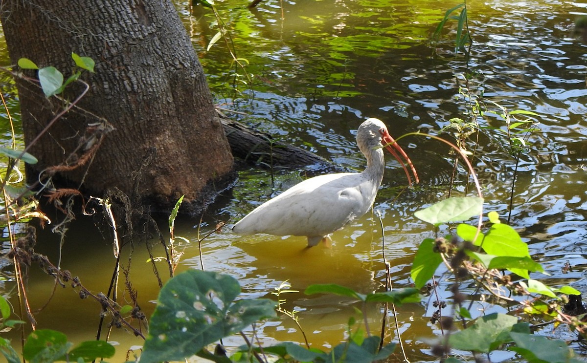 ibis bílý - ML646552668