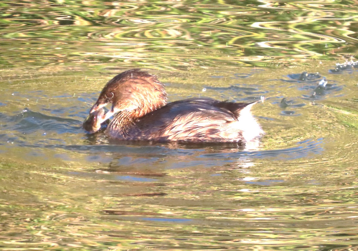 オビハシカイツブリ - ML646552670