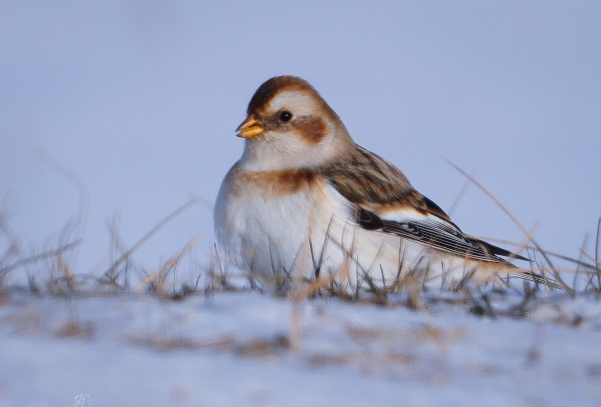 Snow Bunting - ML646552671