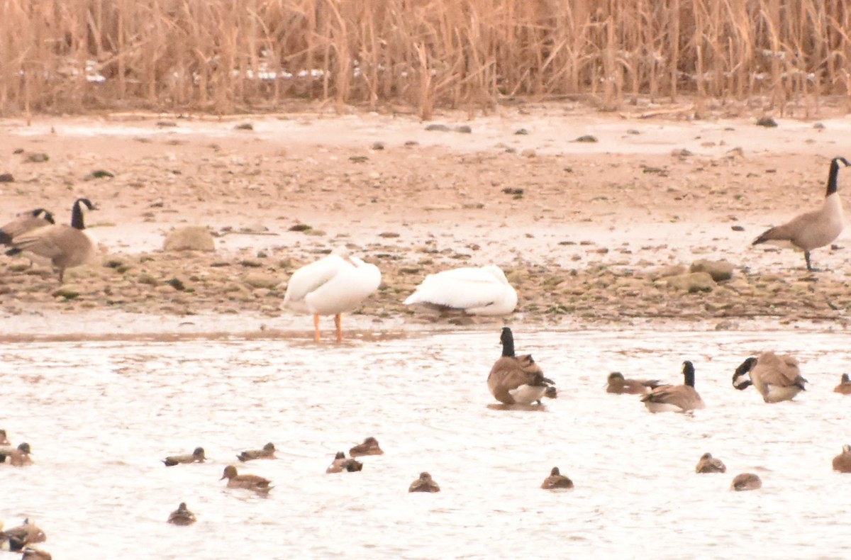 Pélican d'Amérique - ML646552672