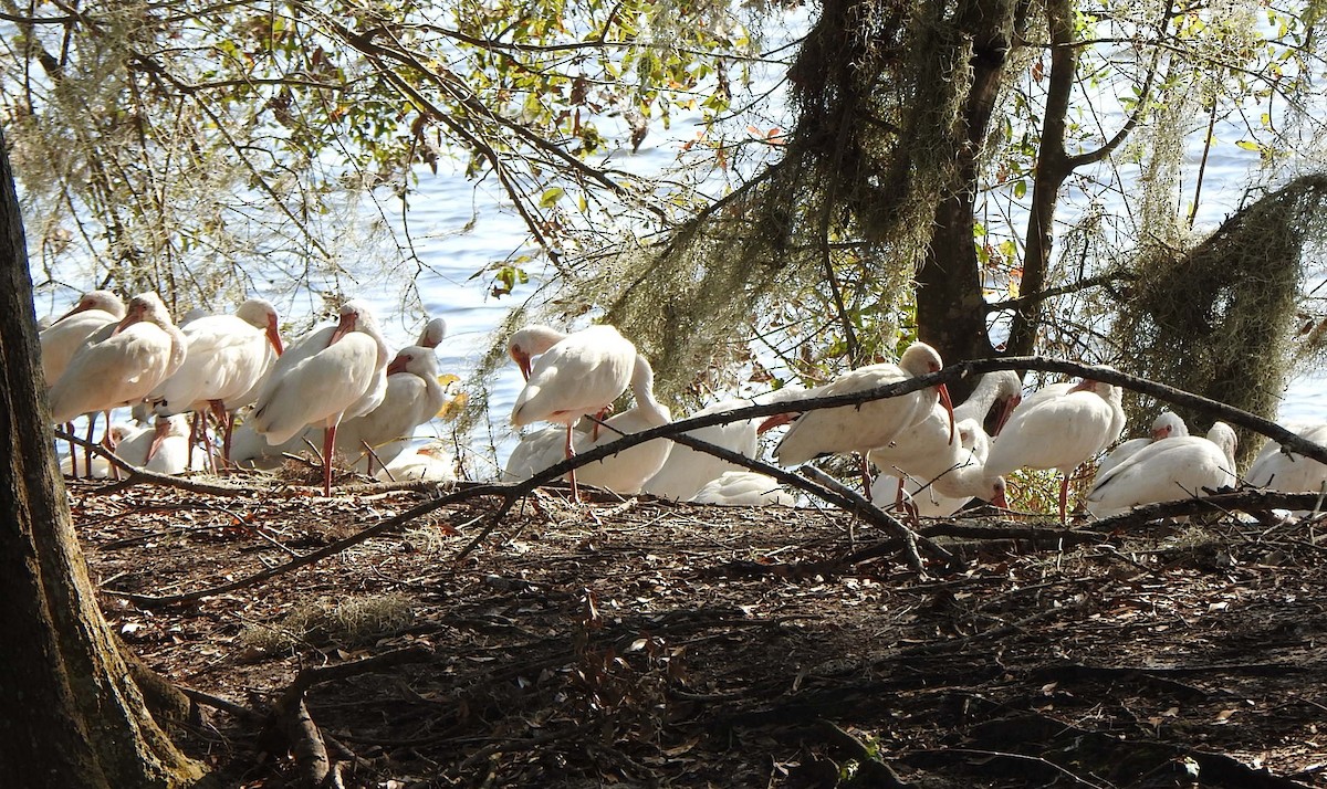 ibis bílý - ML646552675