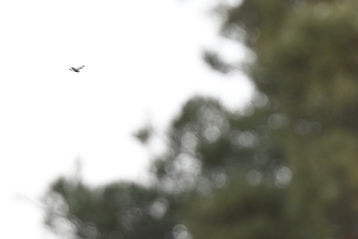 Rough-legged Hawk - ML646552678