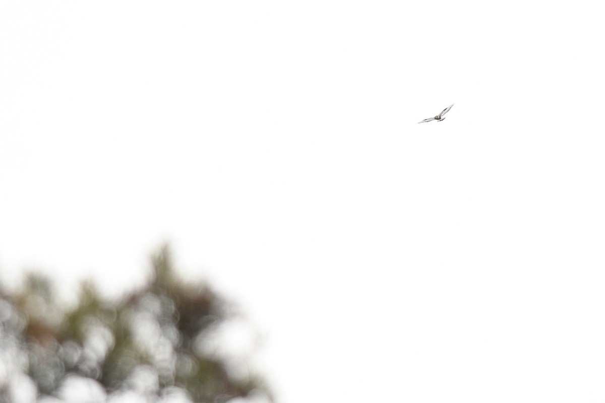 Rough-legged Hawk - ML646552679