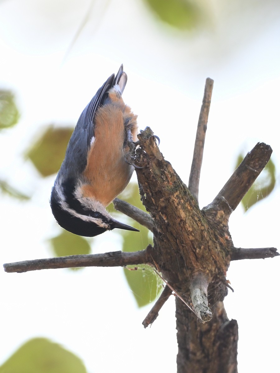 סיטה קנדית - ML646552680