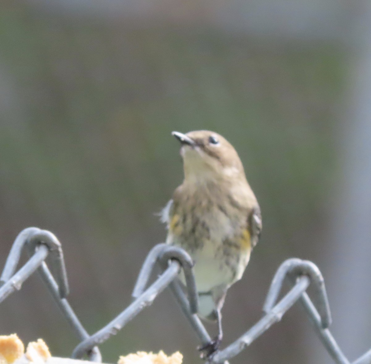 Yellow-rumped Warbler (Myrtle) - ML646552681
