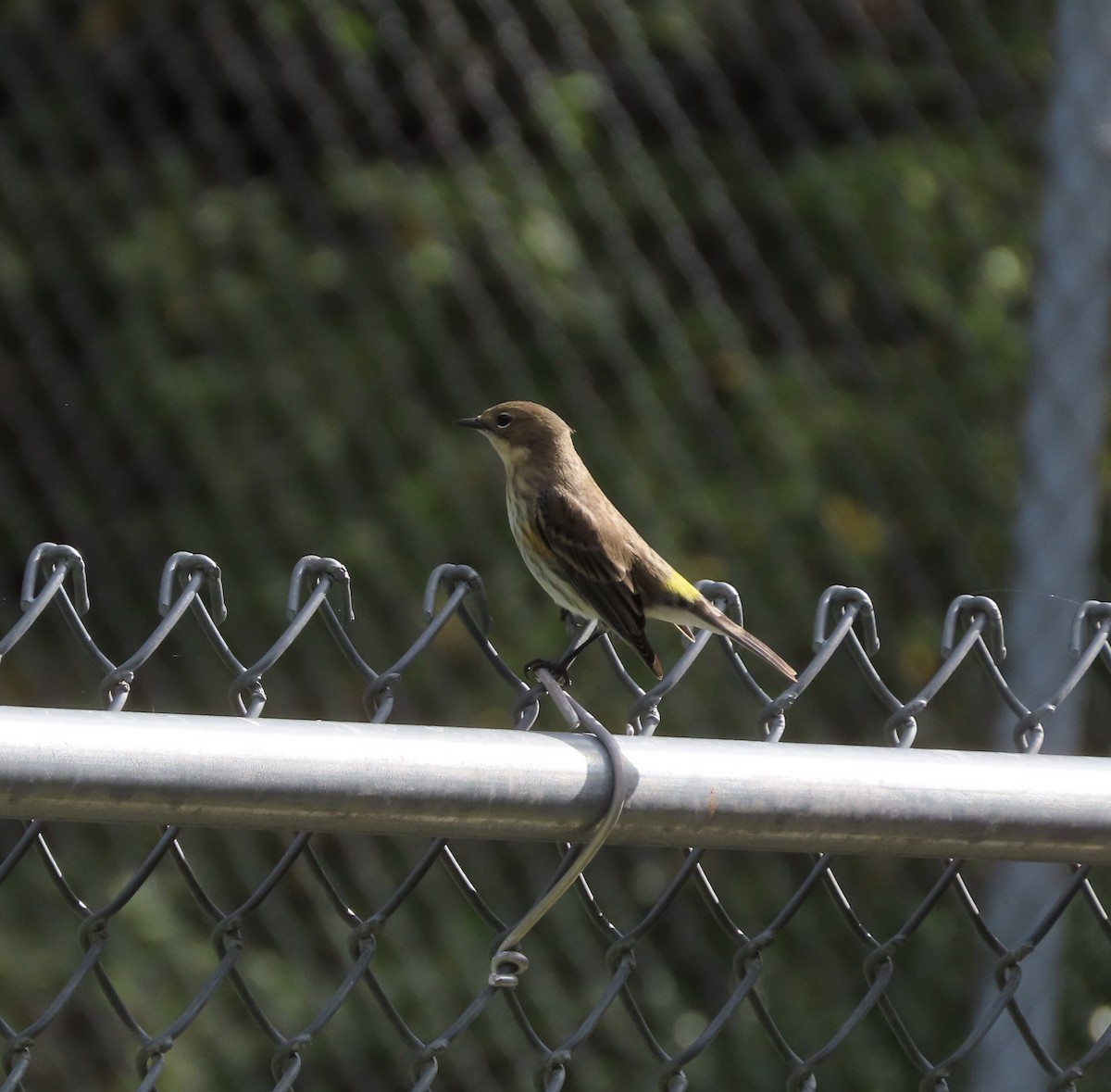 Yellow-rumped Warbler (Myrtle) - ML646552682