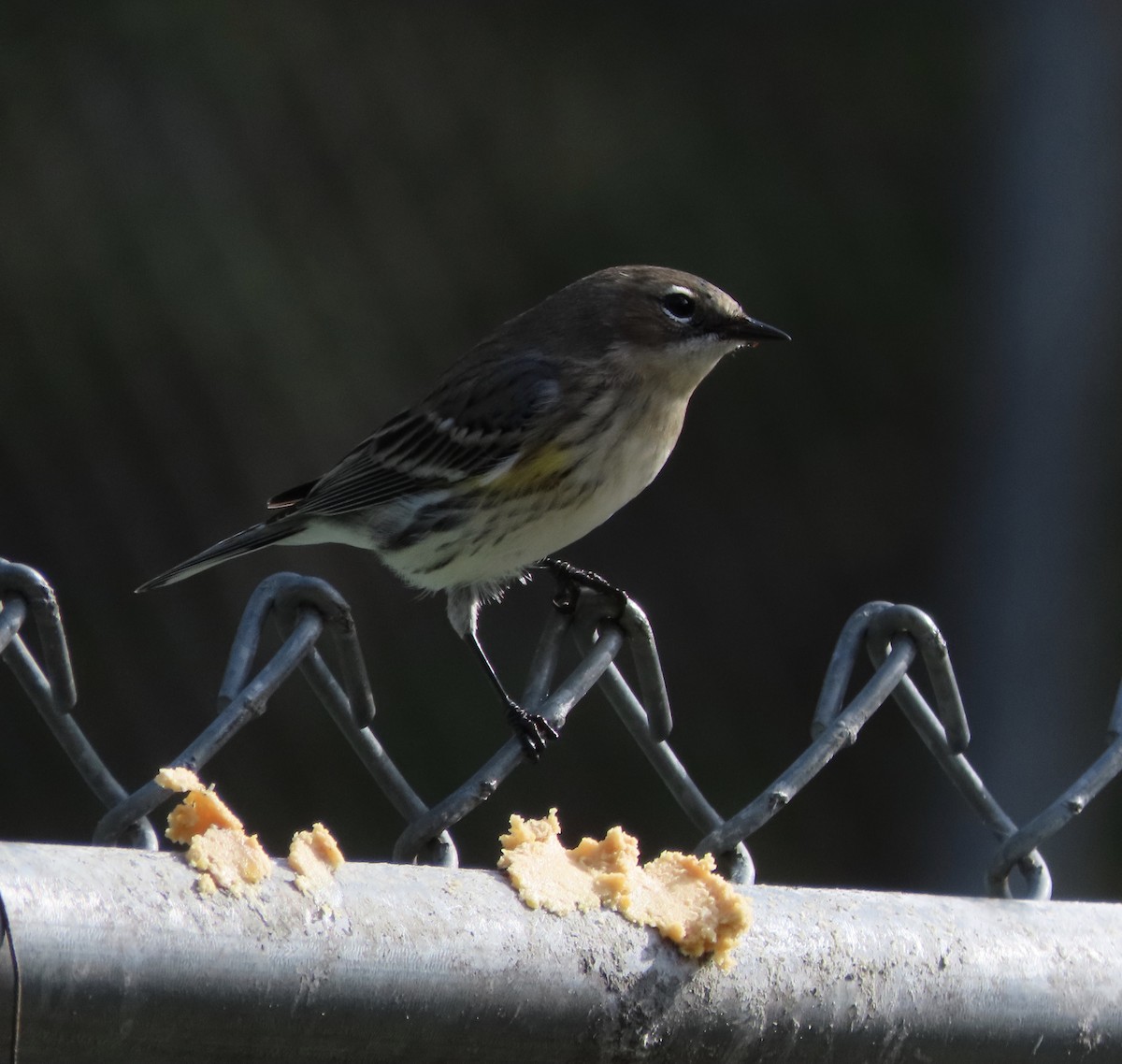 Yellow-rumped Warbler (Myrtle) - ML646552683
