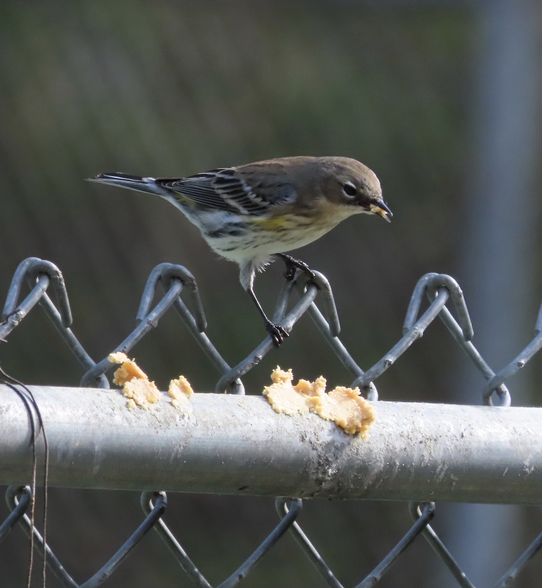 Yellow-rumped Warbler (Myrtle) - ML646552684