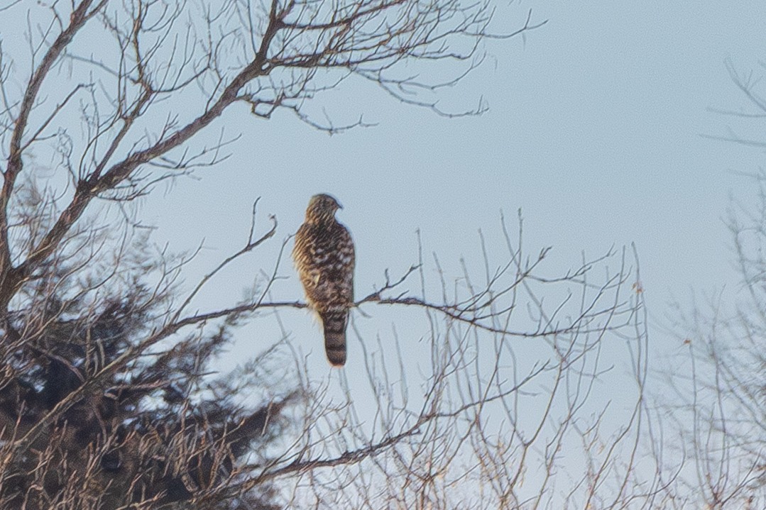 American Goshawk - ML646552685