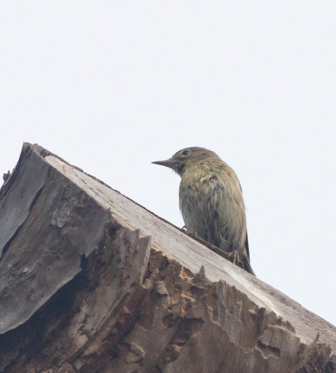 Pine Warbler - ML646552686