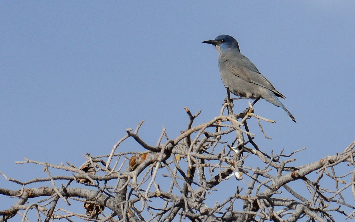 Pinyon Jay - ML646552688