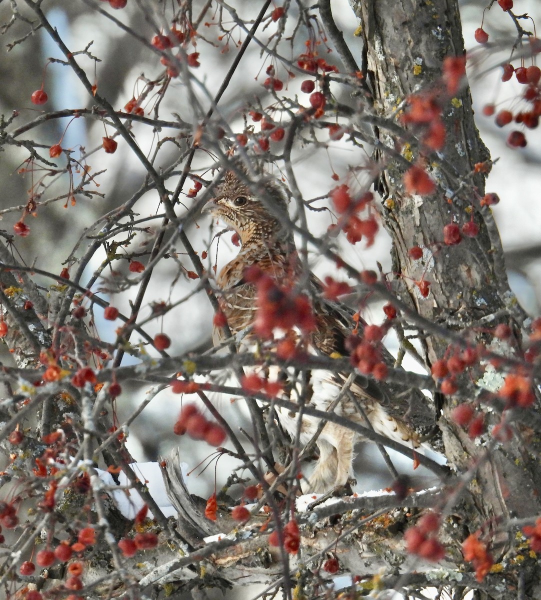 Ruffed Grouse - ML646552691