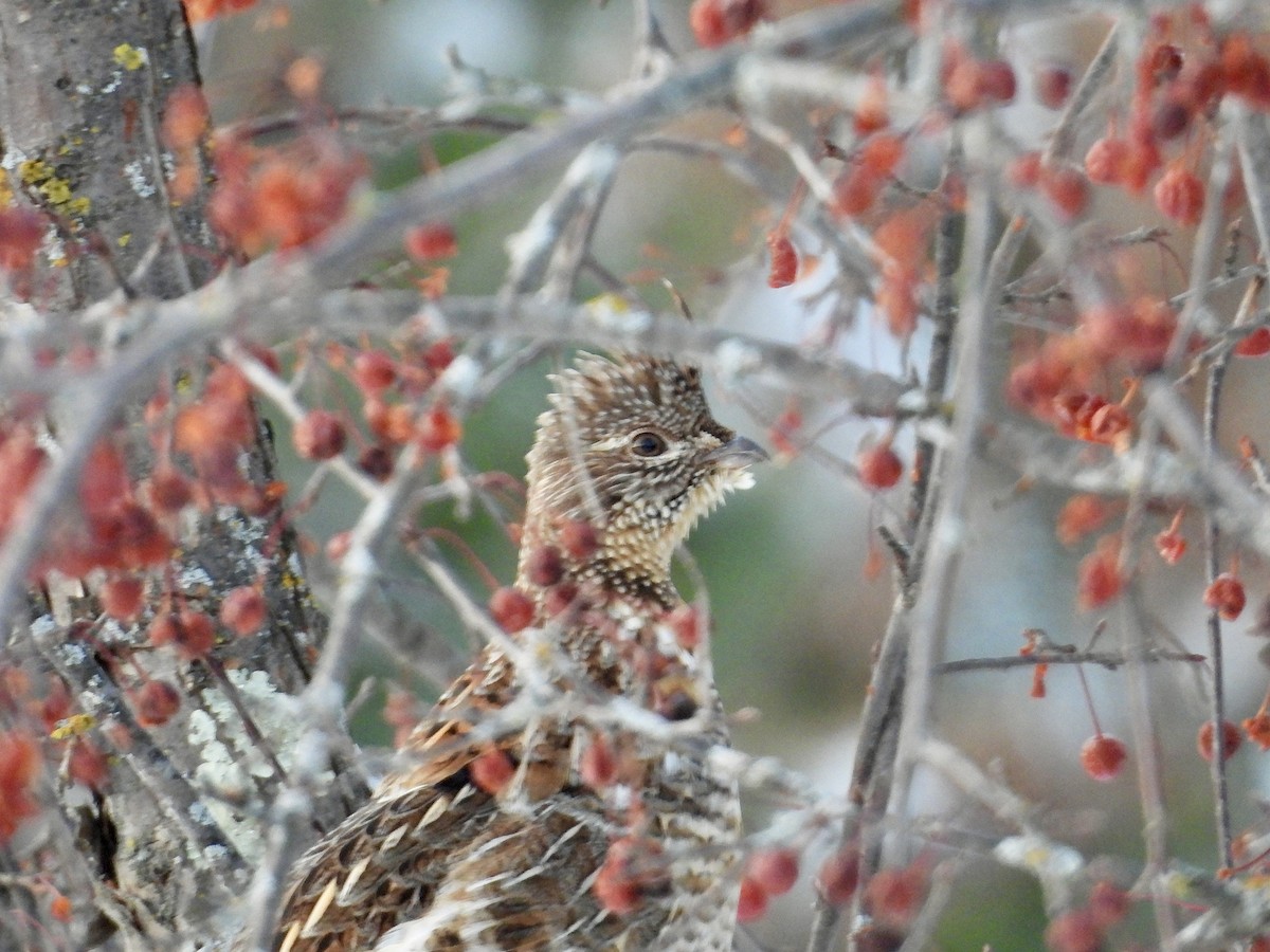 Ruffed Grouse - ML646552692