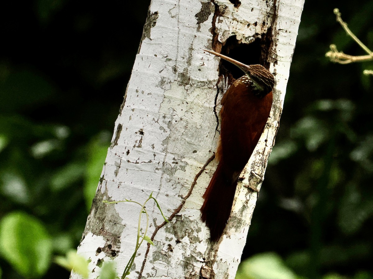 Trepatroncos Piquilargo - ML646552693