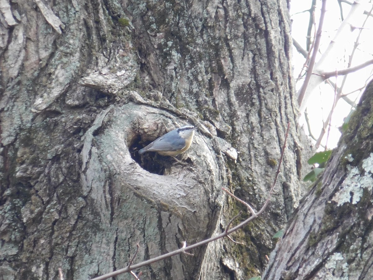 Garrapo kanadarra - ML646552695