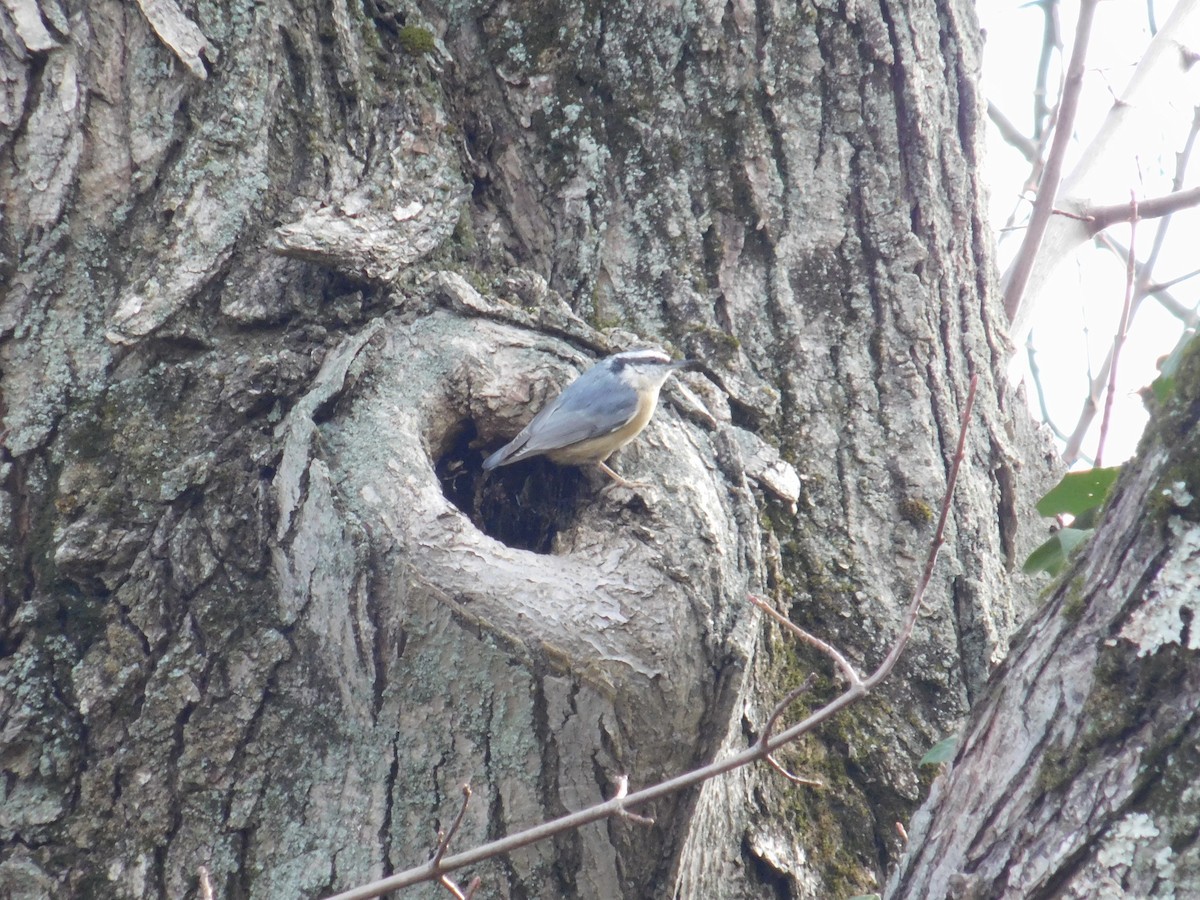 Garrapo kanadarra - ML646552696