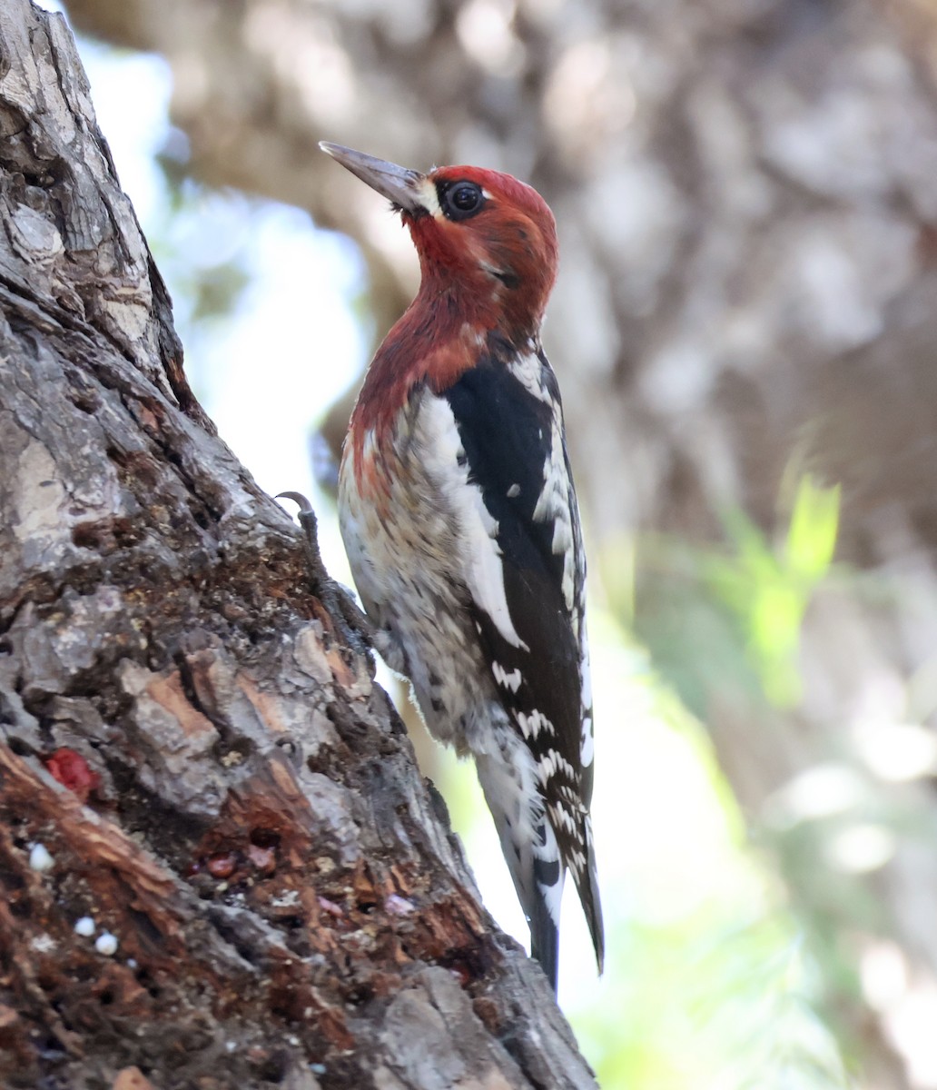 ムネアカシルスイキツツキ - ML646552698