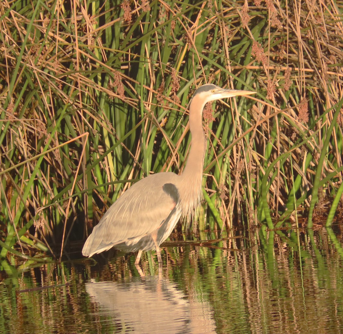 オオアオサギ - ML646552699