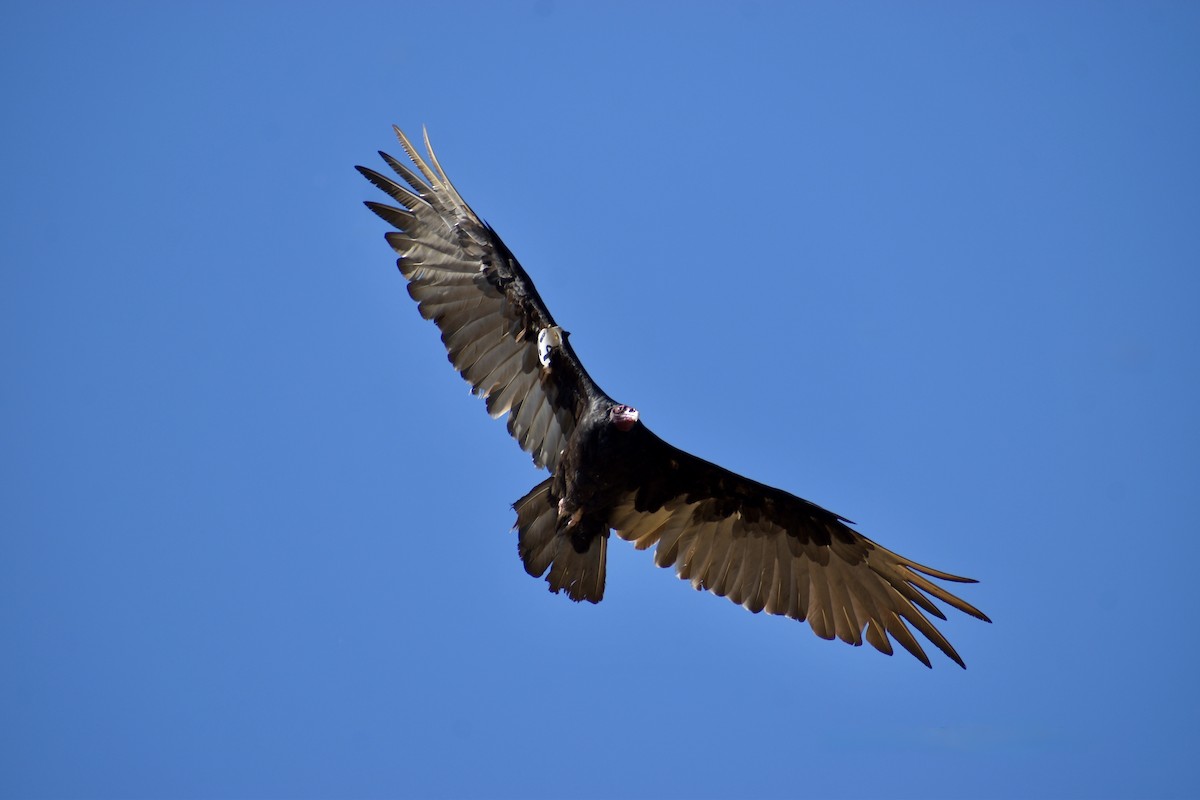 Turkey Vulture - ML646552700