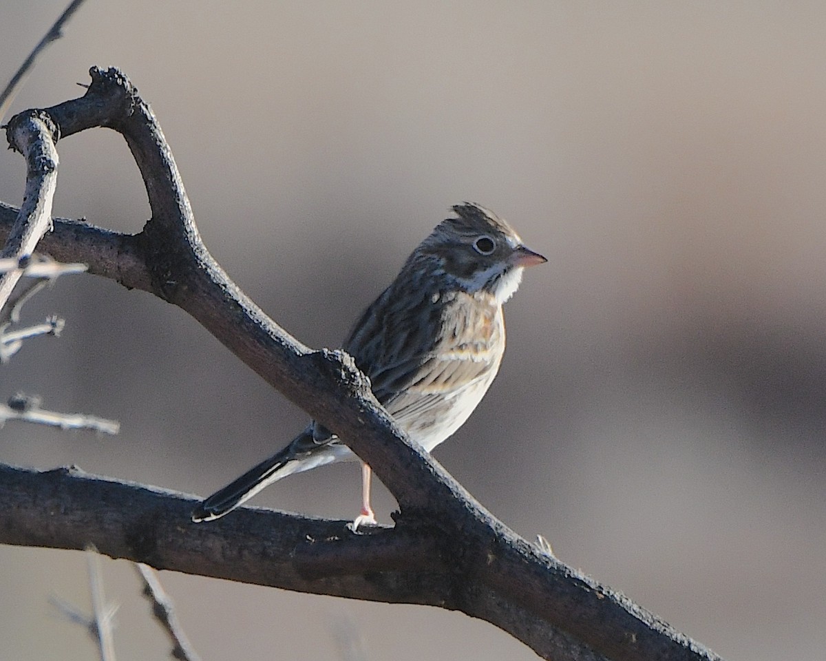 Vesper Sparrow - ML646552701