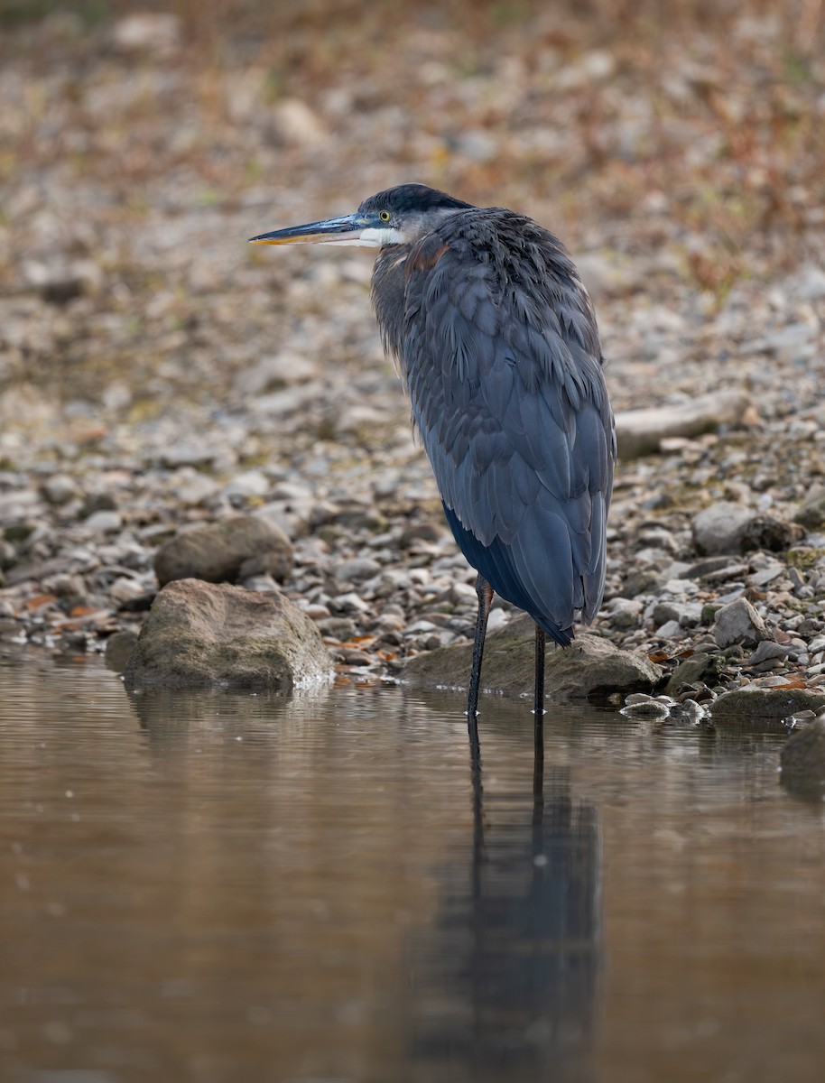 Great Blue Heron - ML646552707