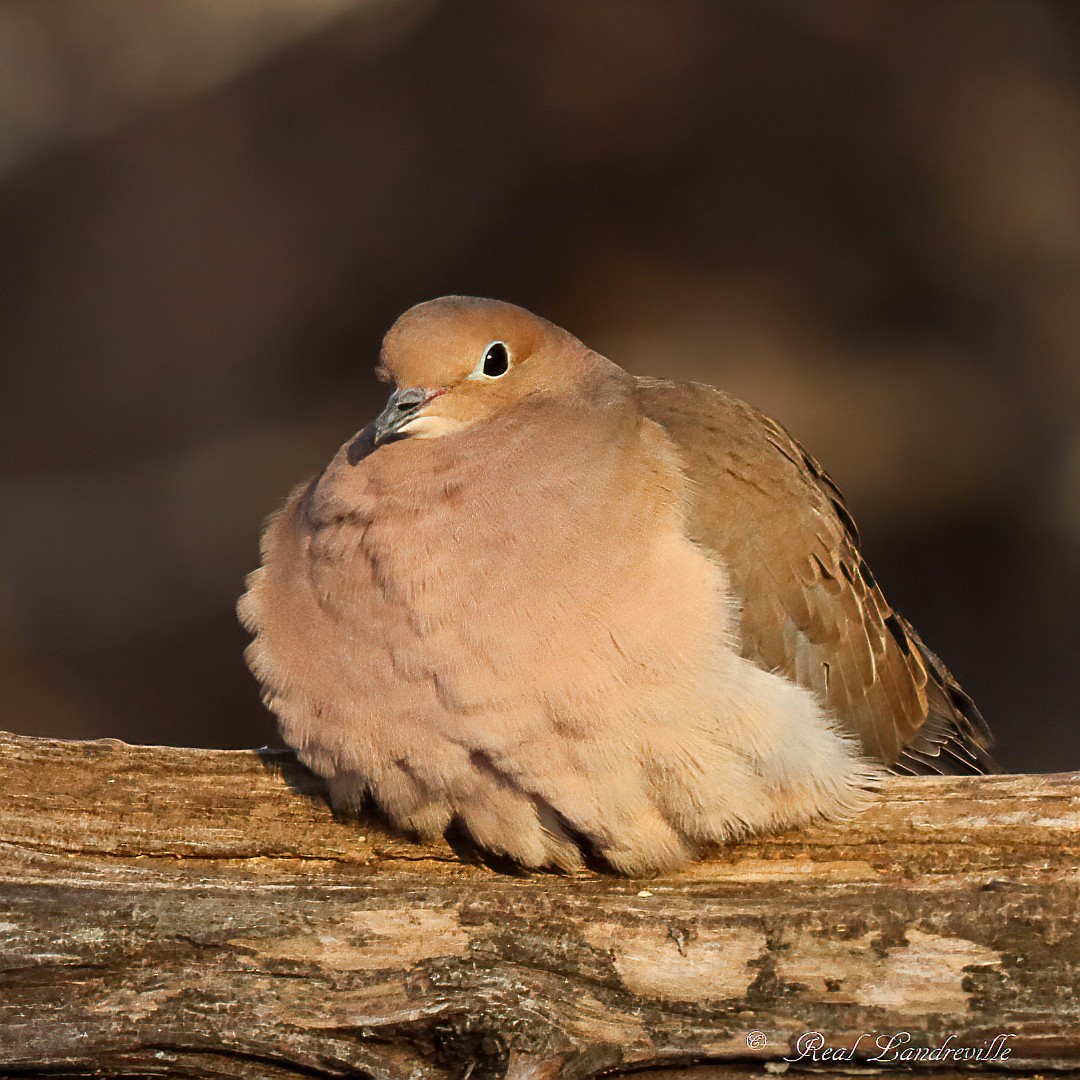 Mourning Dove - ML646552708