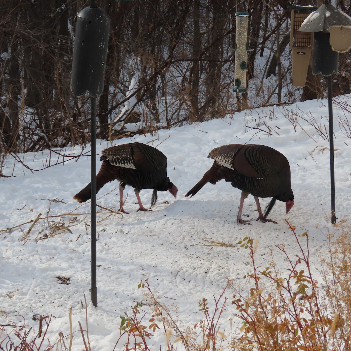 Wild Turkey - ML646552711