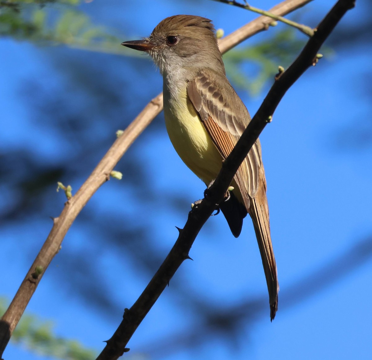 Dusky-capped Flycatcher - ML646552712
